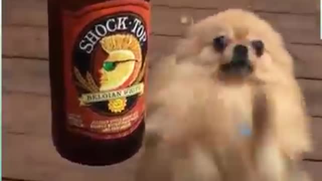The pets World