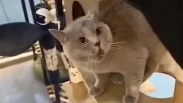 CUTE AND FUNNY CAT REACTIONS TRY NOT TO LAUGH