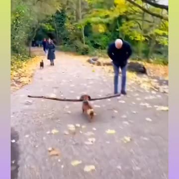 Smart Dog Video short