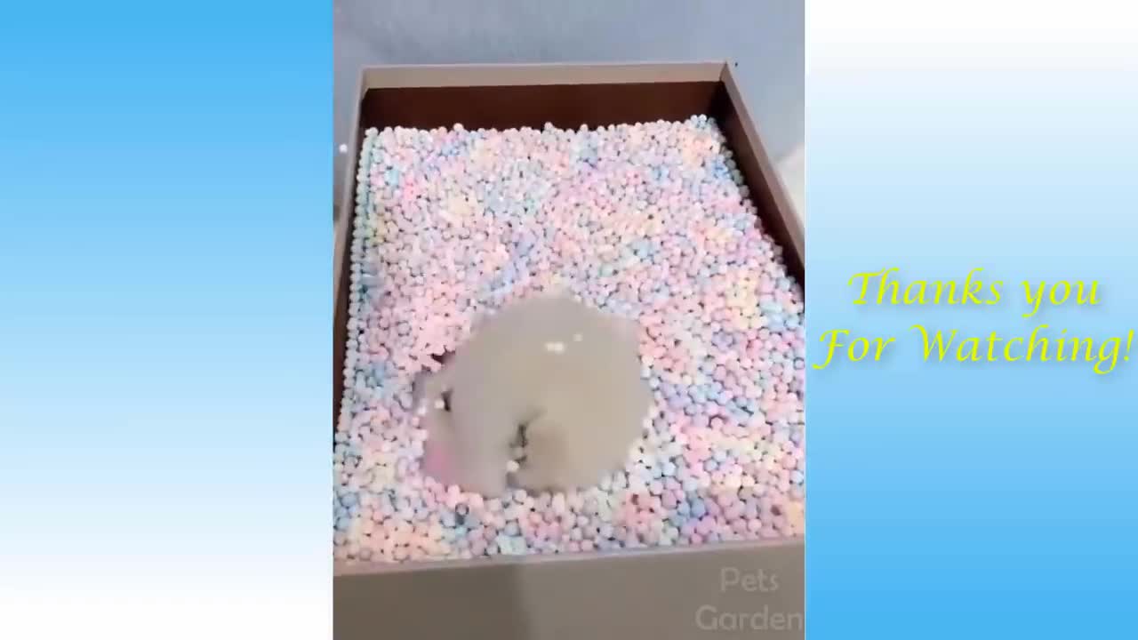 πCute And Funny Pets ππ Mascotas lindas y divertidas π 16