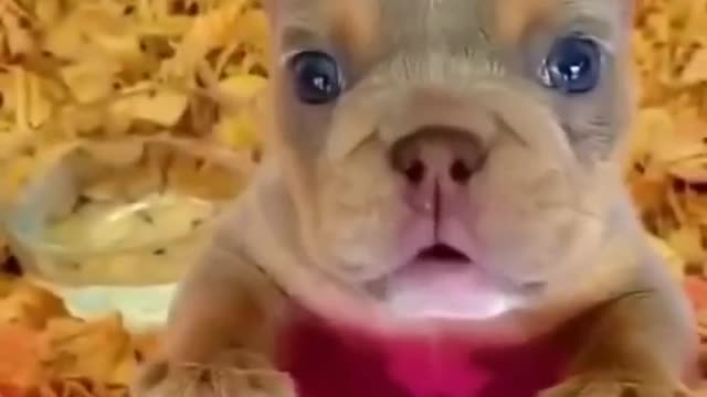 Cute pitbull dog video