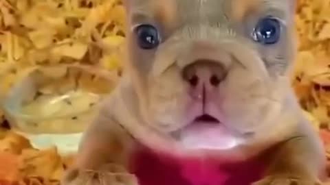 Cute pitbull dog video