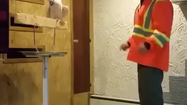 angry parrot