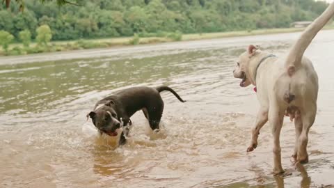 Dogs enjoy in slow motion