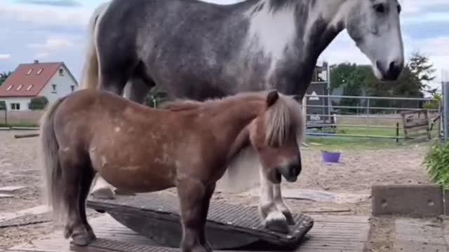 rocking horse in reality