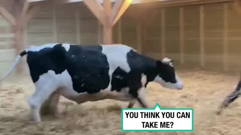 Moo-ve aside, these two are in an intense battle 🐮