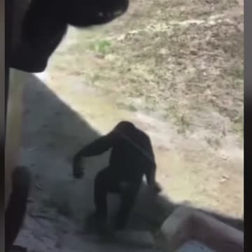 Monkeys kicking butt