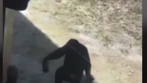 Monkeys kicking butt