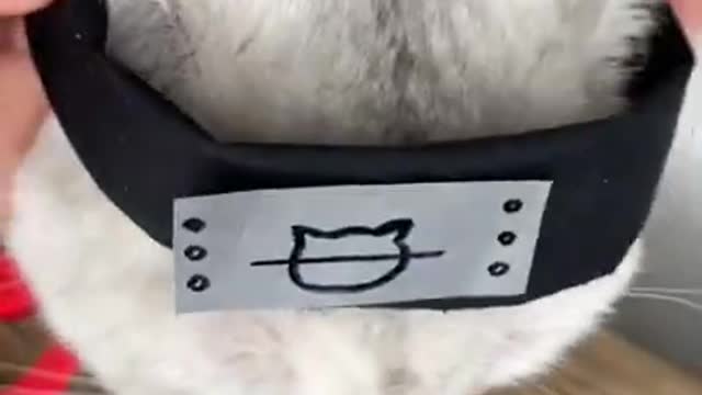 Cute cats AKATSUKI Uniforme Hitachi Sasuke , funny pets videos ,cute animals, compilations #short 3