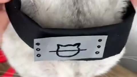Cute cats AKATSUKI Uniforme Hitachi Sasuke , funny pets videos ,cute animals, compilations #short 3