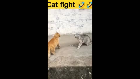 Angry male cats hot argument for female _Cats Fighting__merged