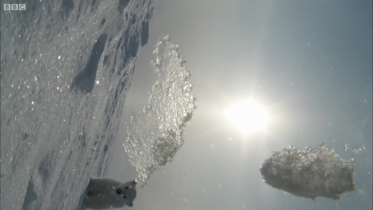 Polar Bear Helps Film Her Own Cub | BBC Earth