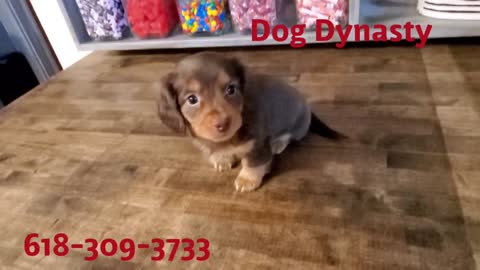 Miniature Dachshunds Long hair Chocolate and Cream Male