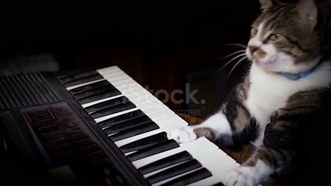 A funny cat playing piano