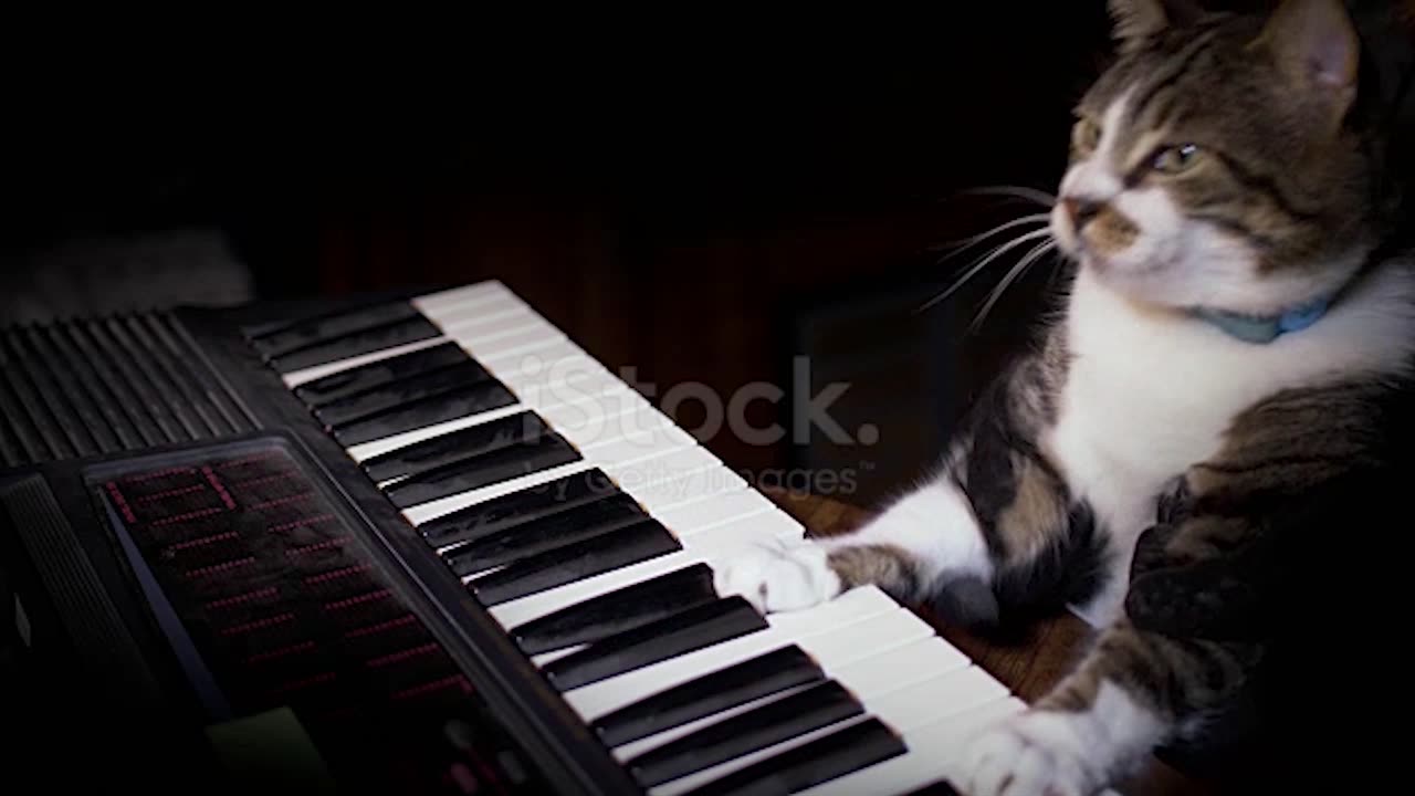 A funny cat playing piano