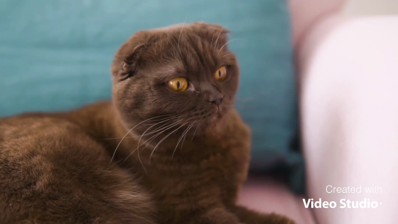 Nice brown cat with amazing brown eyes