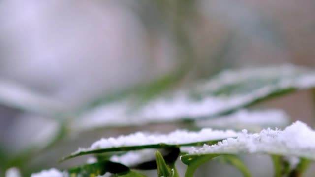 Snow Fall