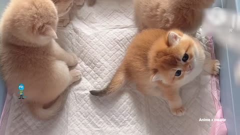Funny Cute Cats 2024😹 - Cute and Funny Cats Videos Compilation - Part 112
