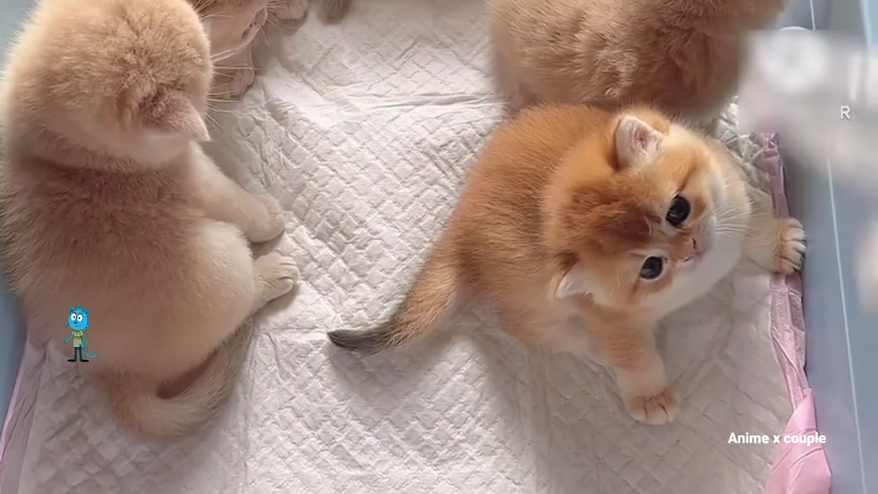 Funny Cute Cats 2024😹 - Cute and Funny Cats Videos Compilation - Part 112