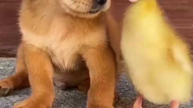 Cute duck 🦆 and 🐶Dog Funny Videos