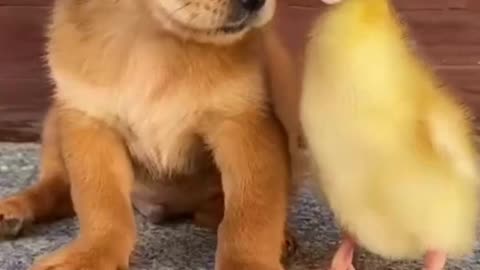 Cute duck 🦆 and 🐶Dog Funny Videos