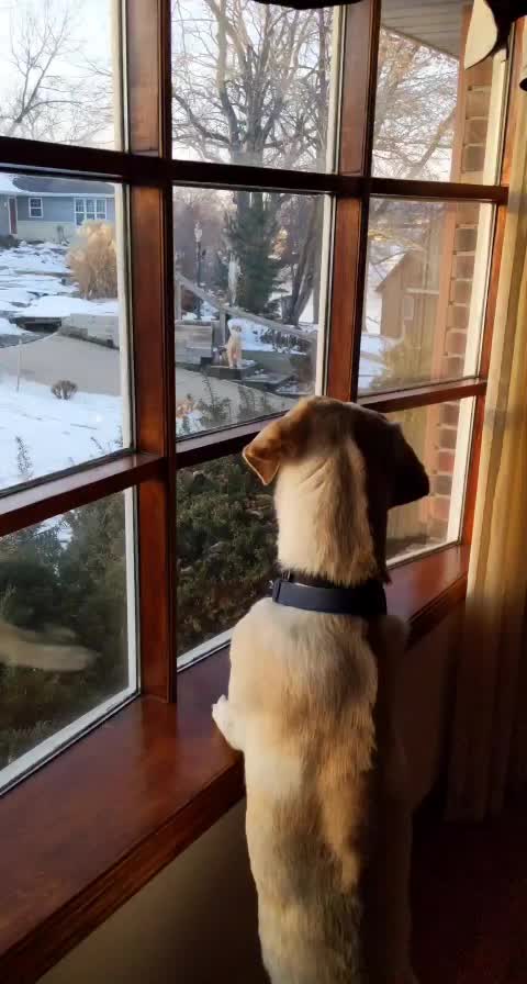Adorable dog wants to play with his friend