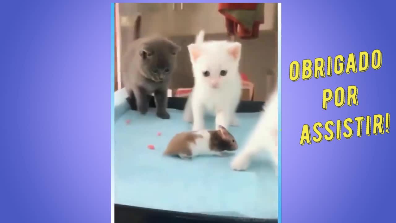 Cute and funny and messy cats