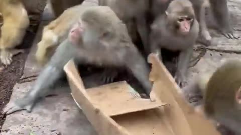 Crazy monkey 🐒