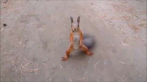 funny squirrel dance