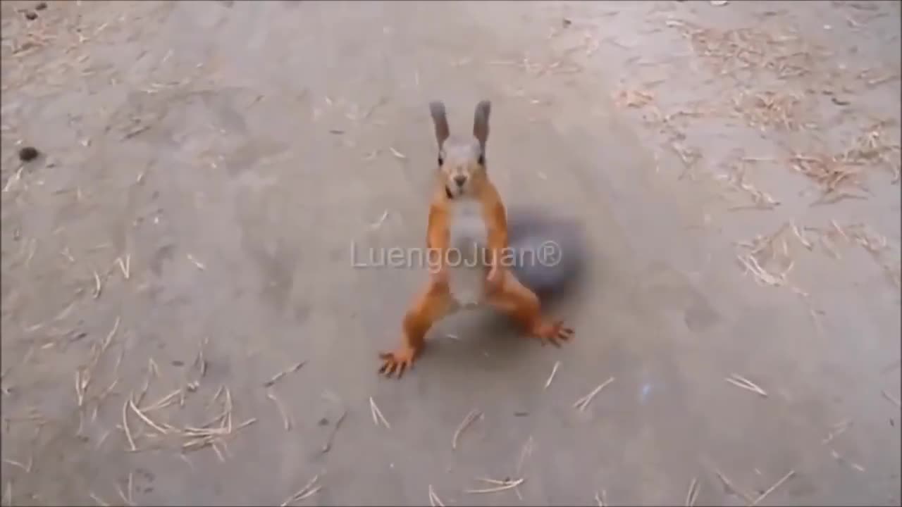 funny squirrel dance