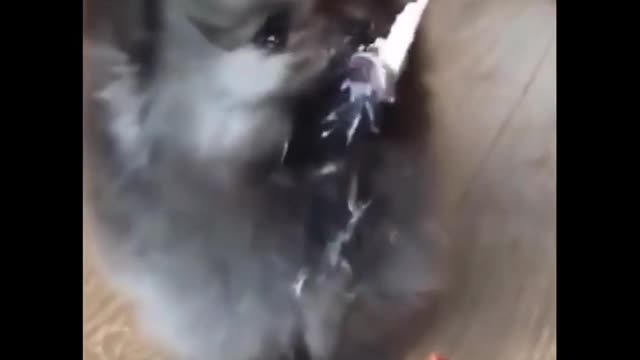 Cute Funny and Smart Dogs 🐶 Cute Dog Videos 😍 Cute Puppies 😍 Free Spirit Pets