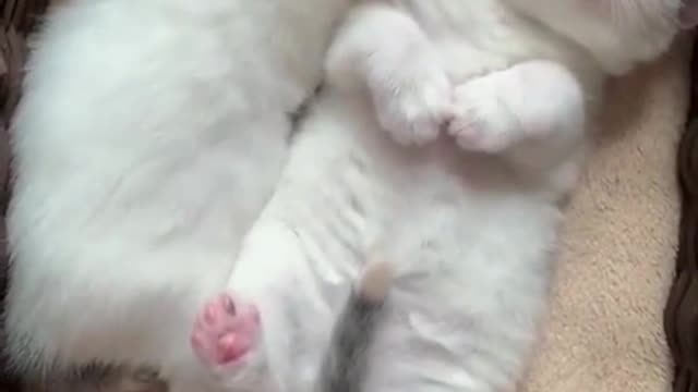 Wait for it