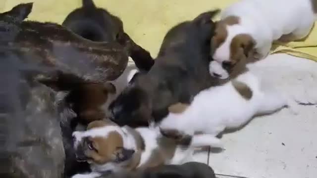 Puppies. Our whole big family