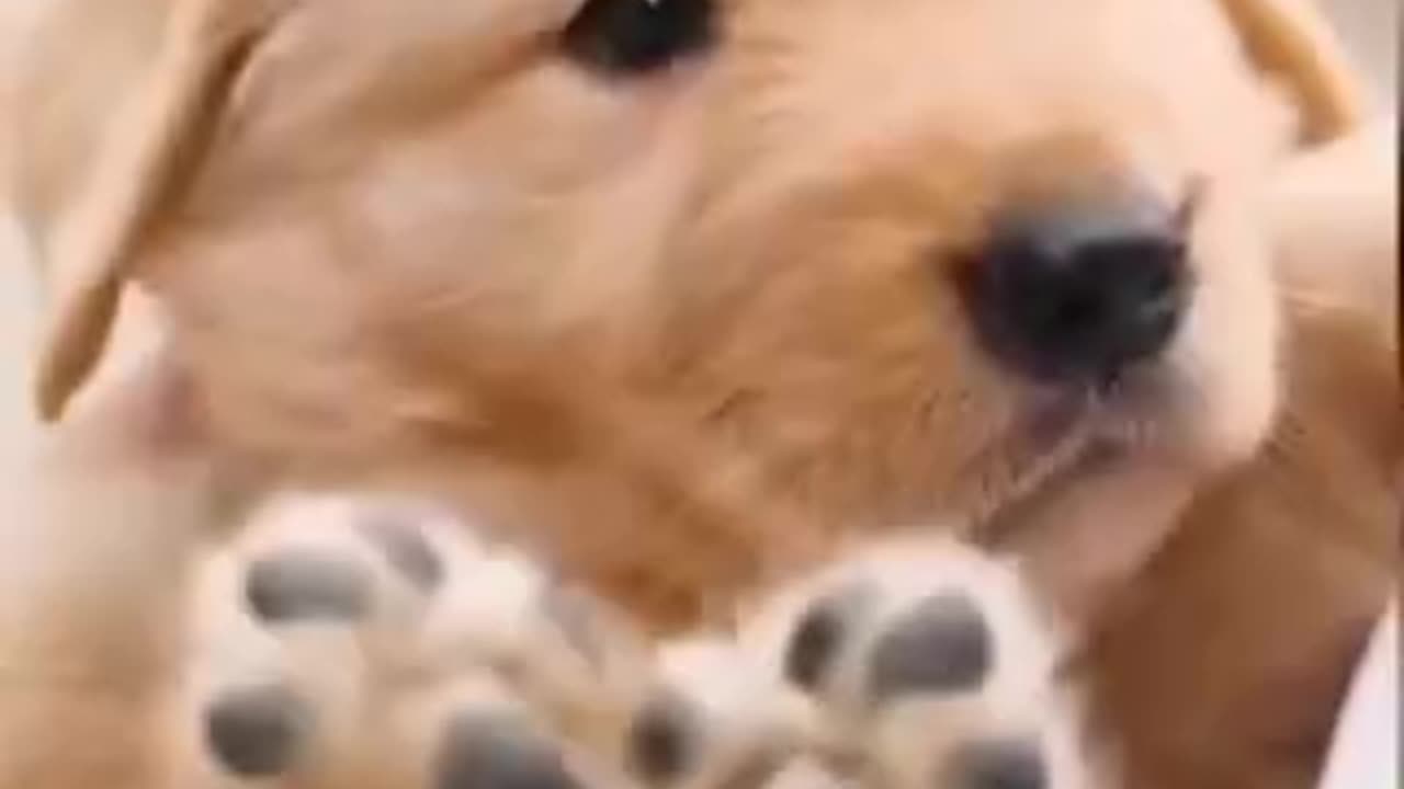 Funny animal video 🤣😂 very interesting