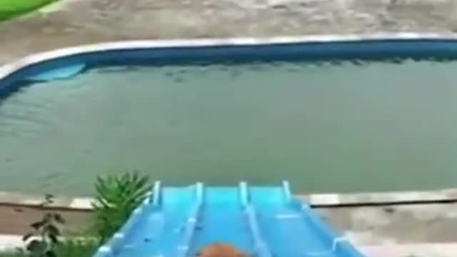 Dog funny enjoying swimming video