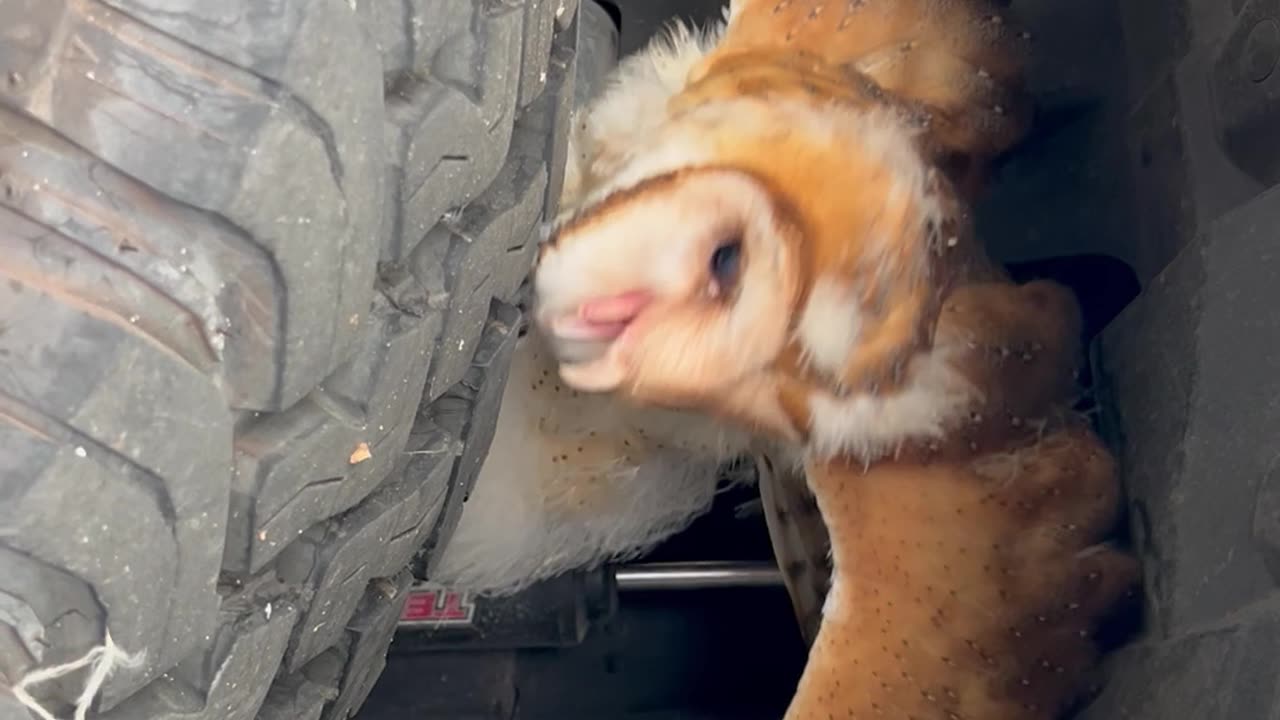 Man Finds a Barn Owl Perched on His Tire