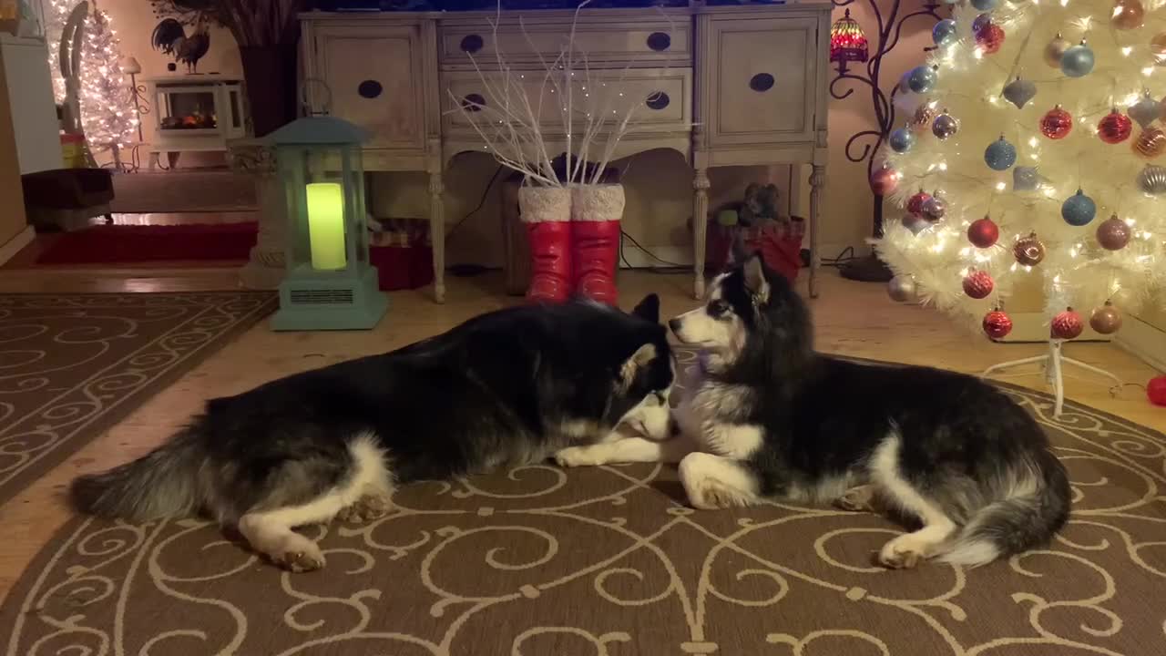 Husky brother trying to get little sis to play!