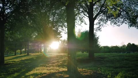 Meadow surrounded by trees on a sunny afternoon