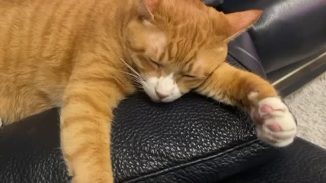 Cat sleeping - Wang ci