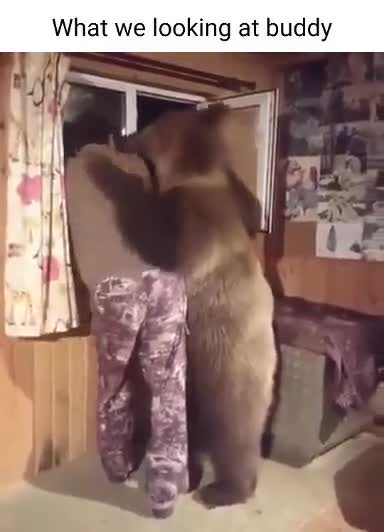 The bear comes to the house to look out the window together. What a big animal