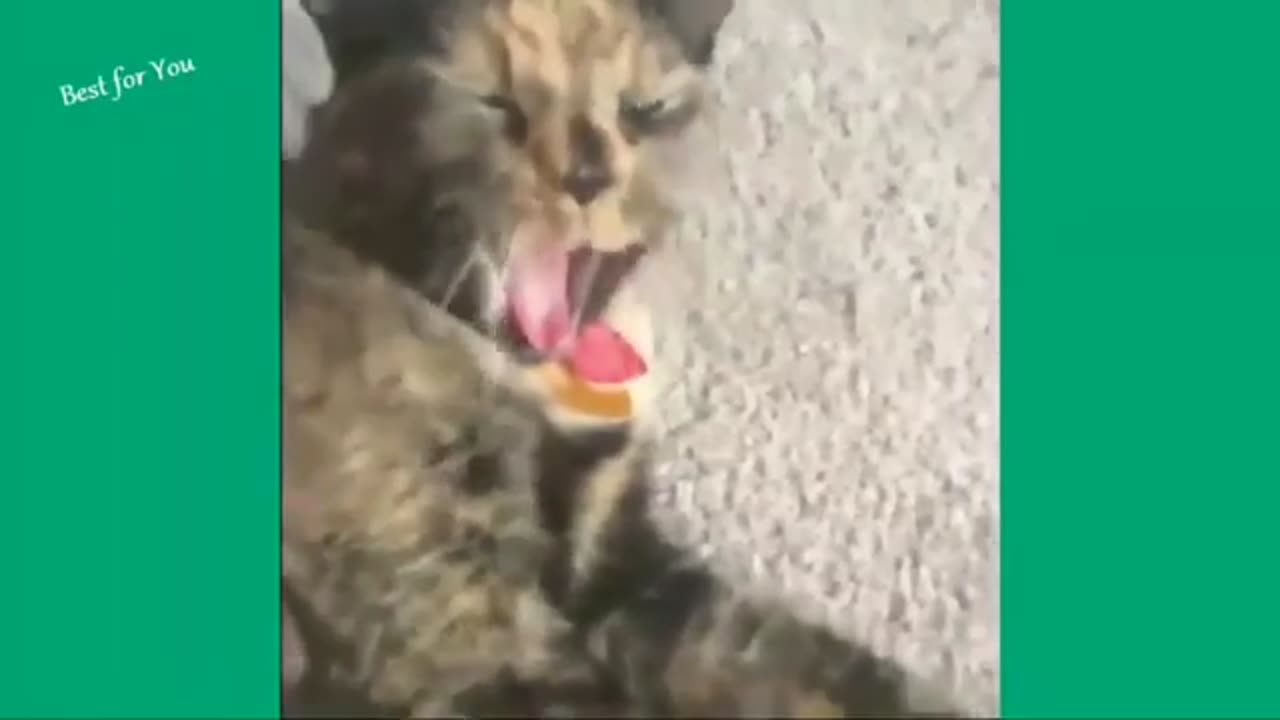 funny cat moment