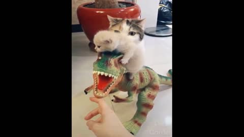 Funny dogs and cats compilation 01