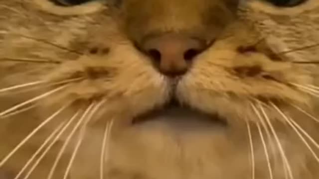 Funny cats videos 2021 | funniest videos with cats | funny videos tiktok