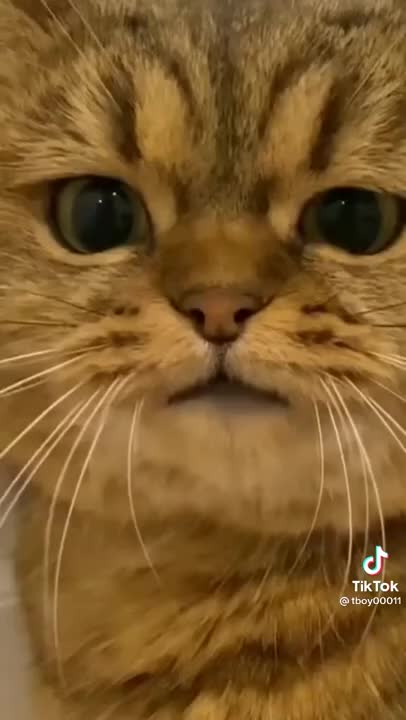 Funny cats videos 2021 | funniest videos with cats | funny videos tiktok