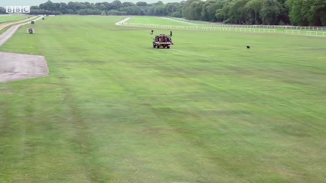 Cheetah vs Greyhound Speed Test | BBC Earth