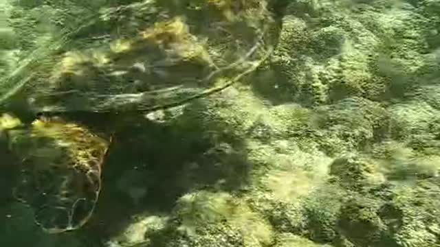 honu#oceanlover#underwater#seaturtle#hangingout