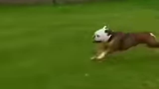 Funny animal