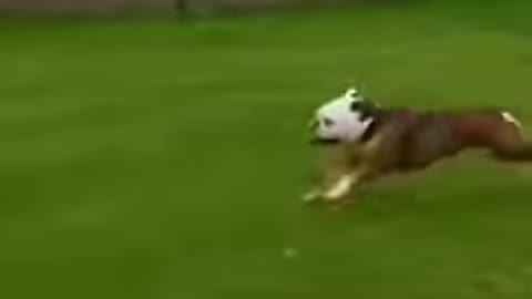 Funny animal