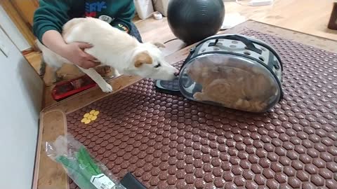 Cat Puppy First Man-Nam