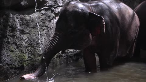 Elephant Enjoying Water